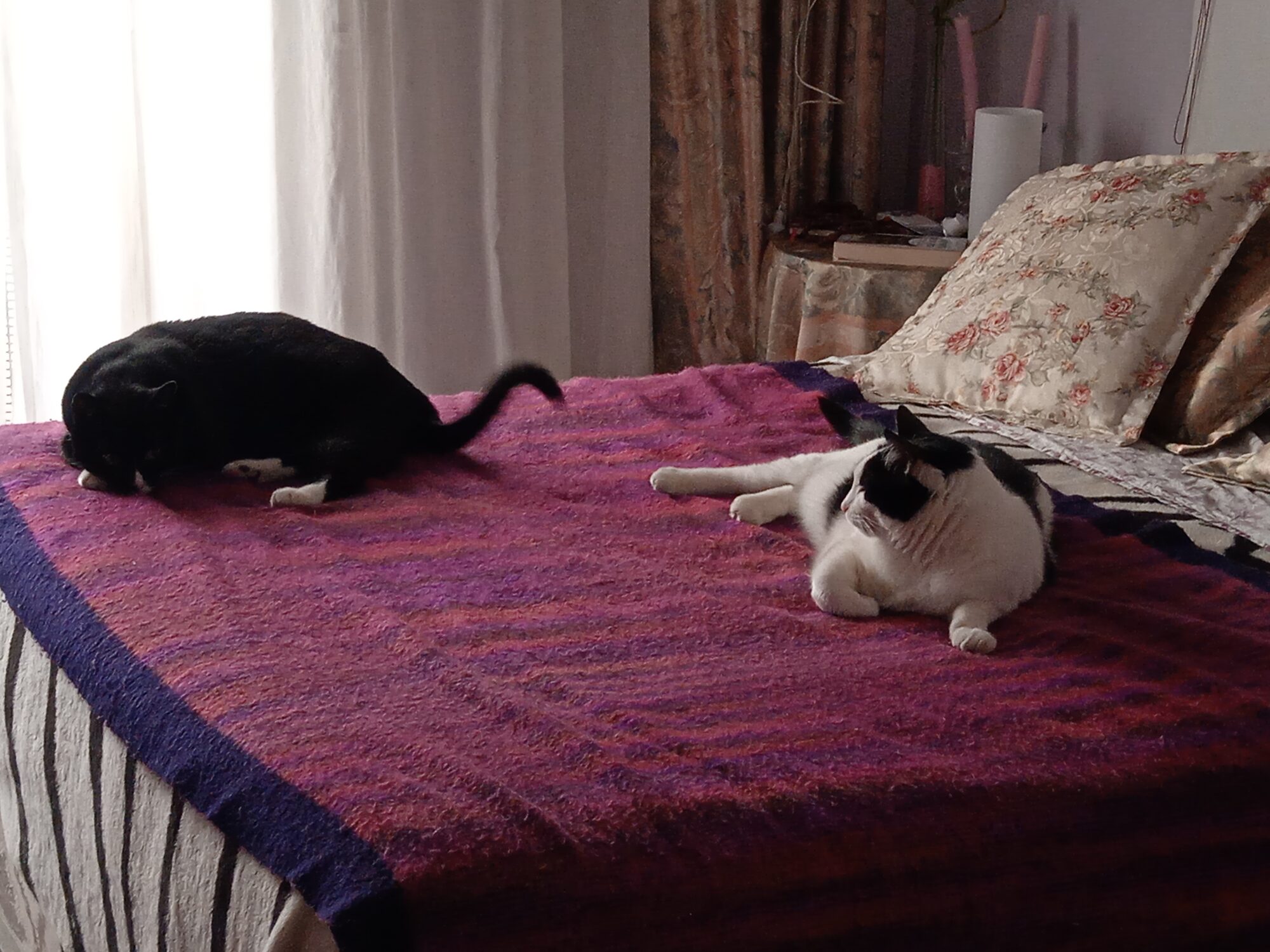 Introducción dos gatitos